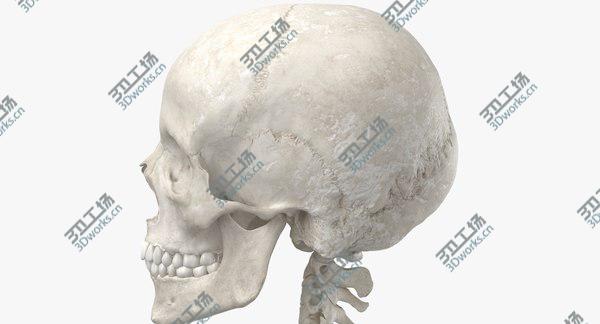 images/goods_img/20210312/3D Real Human Woman Skeleton Bones Anatomy  With Intervertibral Disks 01 White model/5.jpg